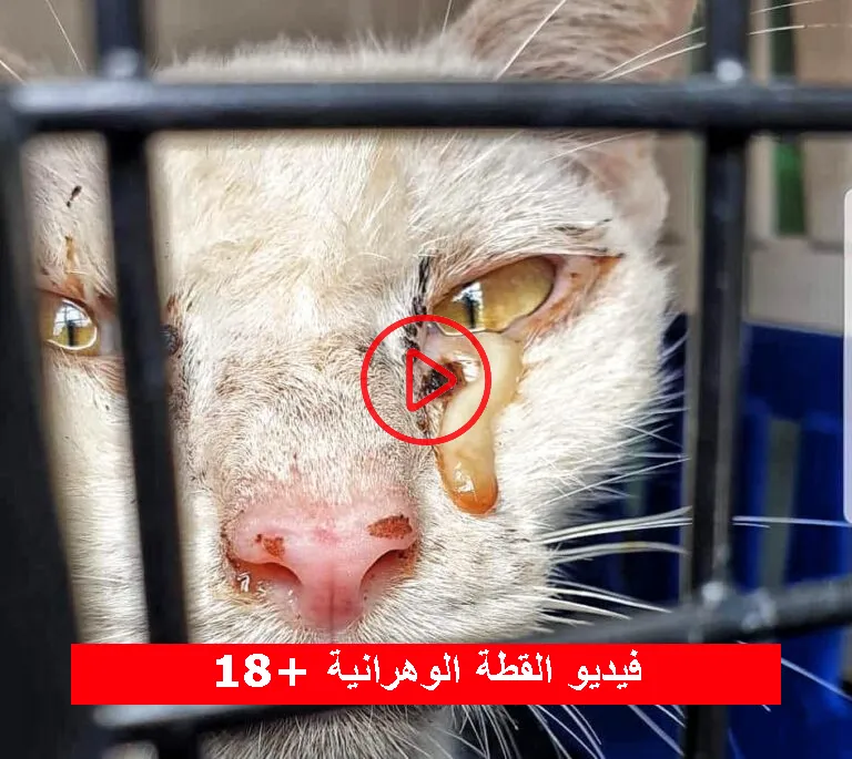 فيديو فضيحة القطة الوهرانية