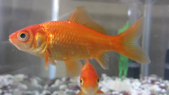 إنتاج سمكة ذهبية هجينة في صحراء النفود